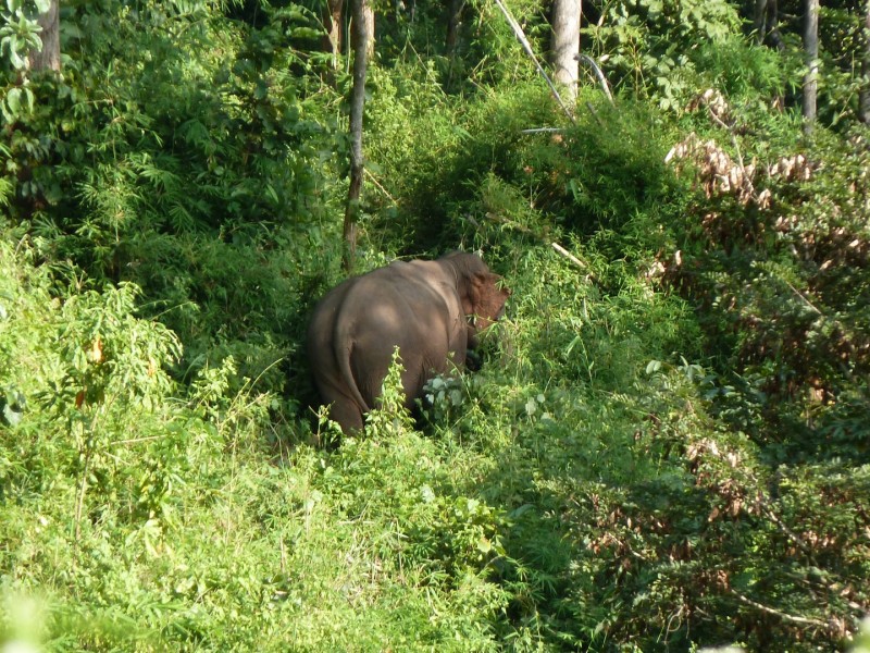 Freilebender Elefant im Jungle