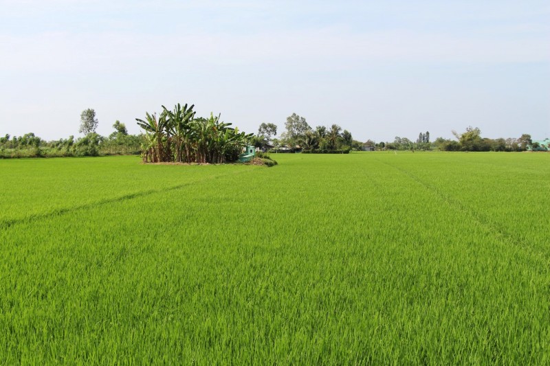 Reisfelder soweit das Auge reicht