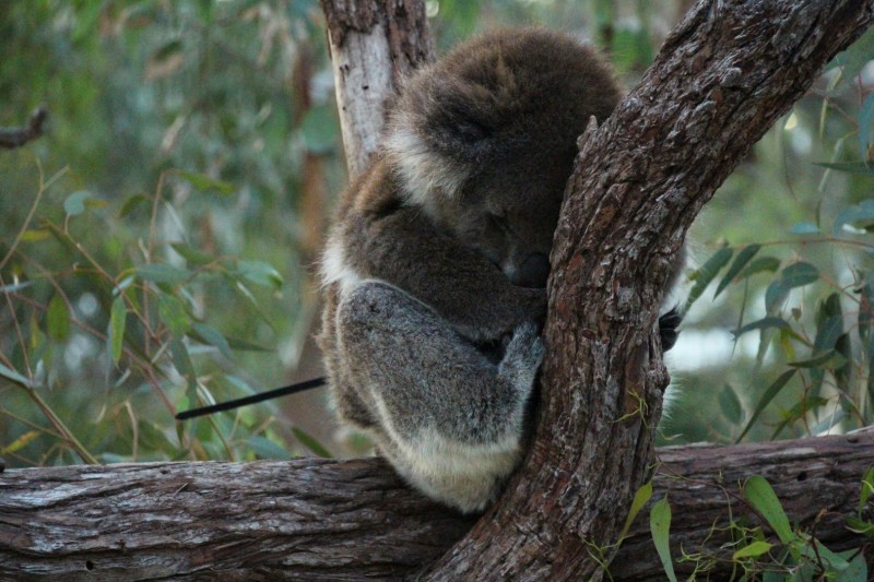 Lieblingsbeschäftigung der Koalas