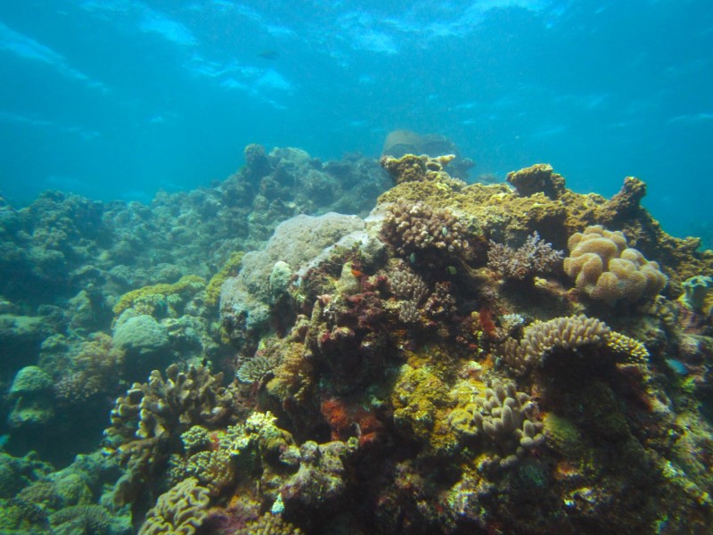 Tauchen im Great Barrier Reef. Wiederein Punkt weniger auf der Bucket List ;-)