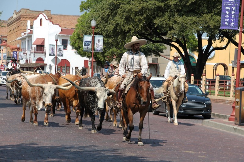 Longhorns ziehen durch die Strassen in Dalllas Forth Worth