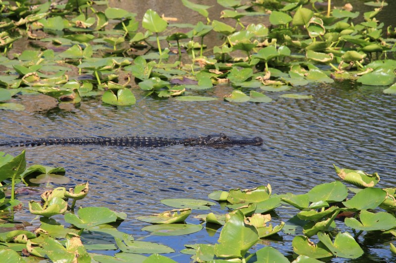 Der Everglades NP ist voll von Alligatoren und Krokodilen